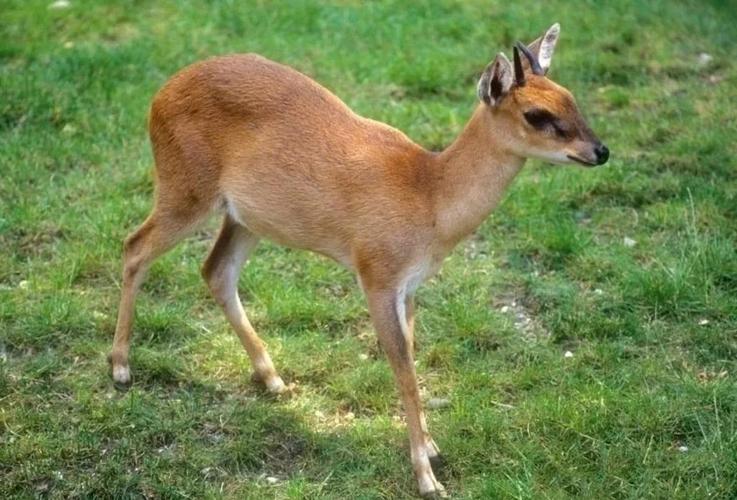 【羚羊的致命缺点,羚羊zodiac】